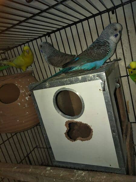 black wing pair 1 budgies pair red too black or 1 love bird 2