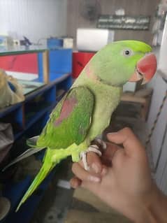 Raw parrot 0