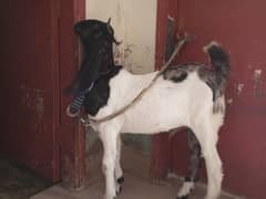 bakra