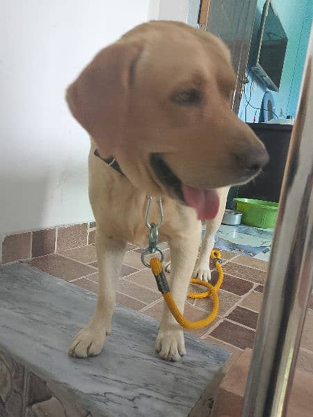 Labrador male 3