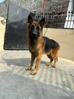 Pink pedigree German shepherd long coat male imported parents 0