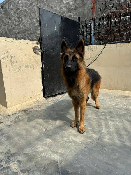 Pink pedigree German shepherd long coat male imported parents 1