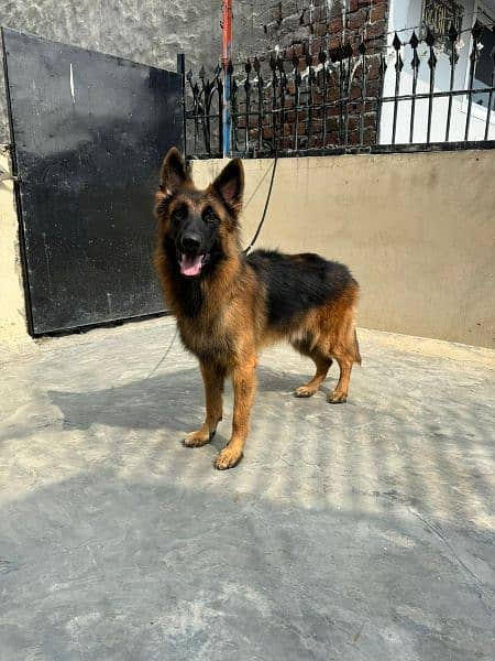 Pink pedigree German shepherd long coat male imported parents 2