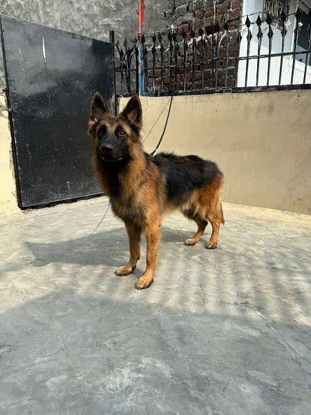 Pink pedigree German shepherd long coat male imported parents 3