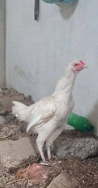 hira females for sell ha 1