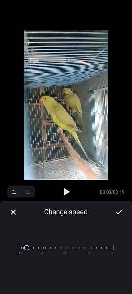 parrot kathey 2