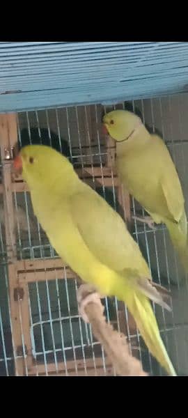 parrot kathey 3