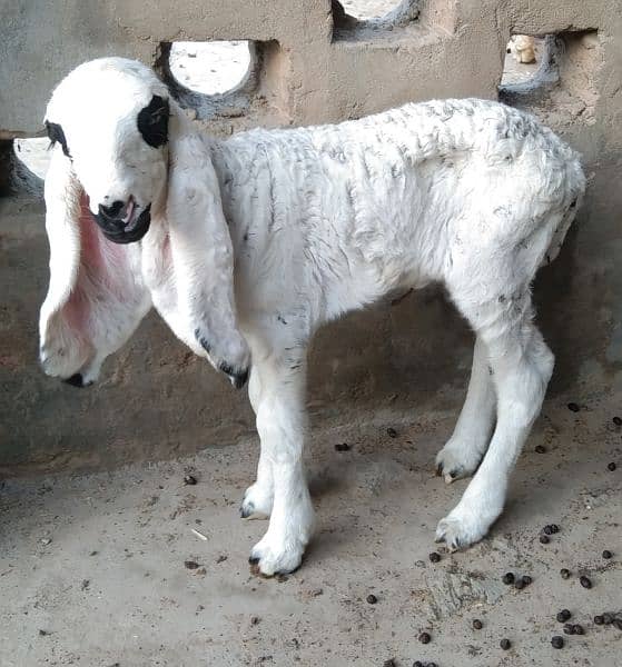 Kajli Sheep with Baby for Sale 1