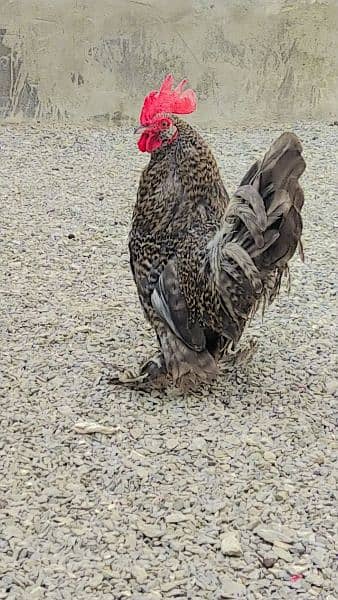 coco bantam 1