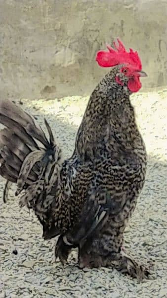 coco bantam 2