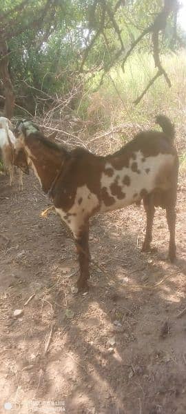 Heavy Breader Bakra for Sale 3