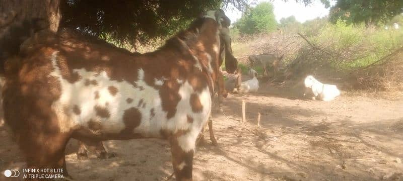 Heavy Breader Bakra for Sale 5