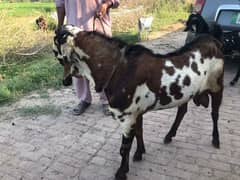 Heavy Breader Bakra for Sale