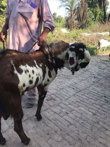 Heavy Breader Bakra for Sale 1