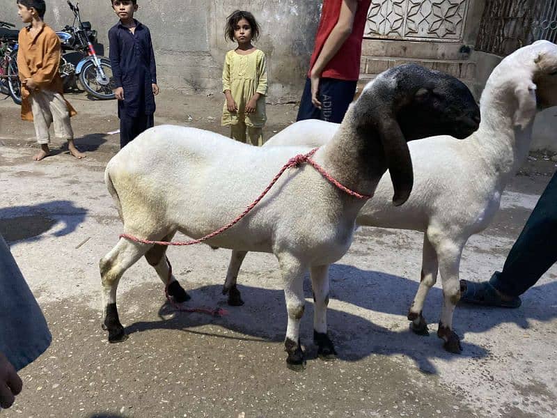 sheep for sell 1