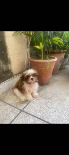 Shihtzu 5.5 month, female very reasonable