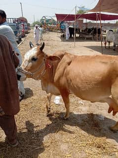 two beautiful cows