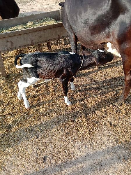 two beautiful healthy cows for sale with there babies 2