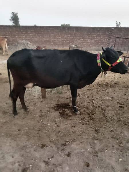 two beautiful healthy cows for sale with there babies 3