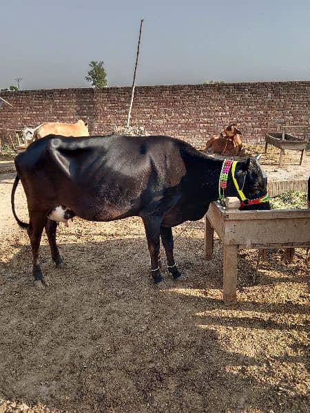 two beautiful healthy cows for sale with there babies 4