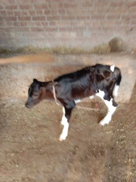 two beautiful healthy cows for sale with there babies 5