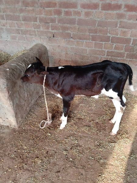 two beautiful healthy cows for sale with there babies 7