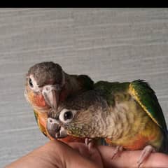 Hand Tamed Green Cheecked Conure,pineapple Conure, Green Ringneck