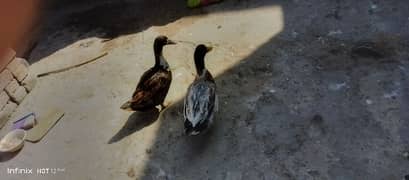 2 duck for sale