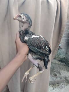 Aseel chick urgent for sale 03237971636