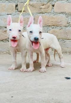 Guwahati gultair male and female pevar Age 2 month for sale