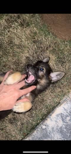 German shepherd puppy (two months)