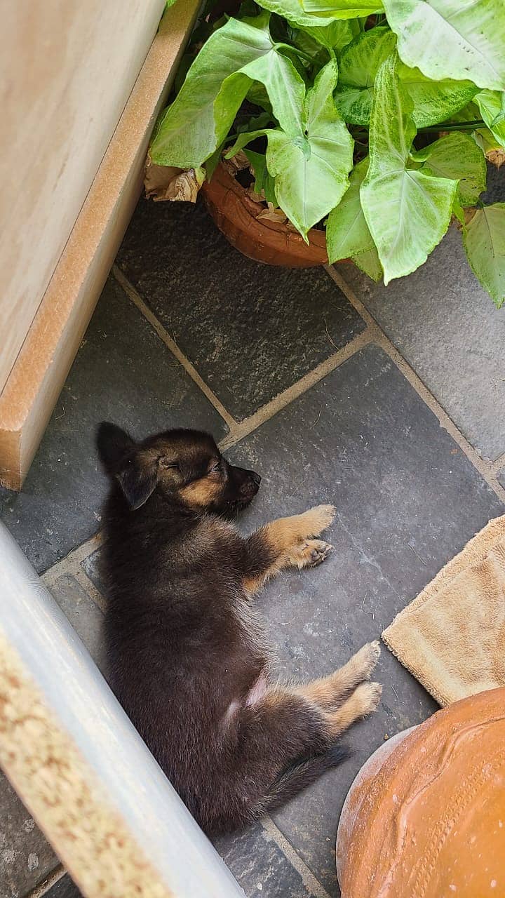 German shepherd puppy (two months) 2