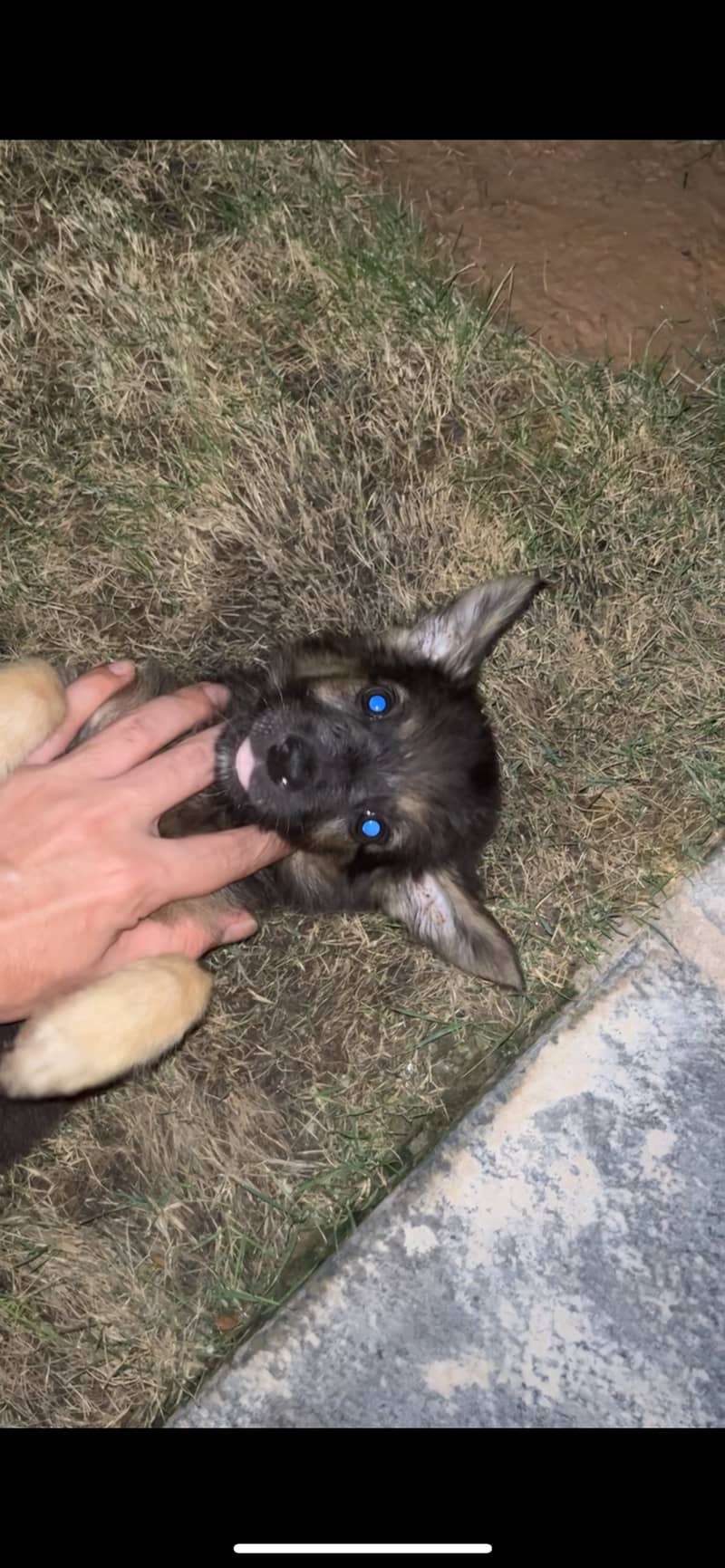 German shepherd puppy (two months) 5