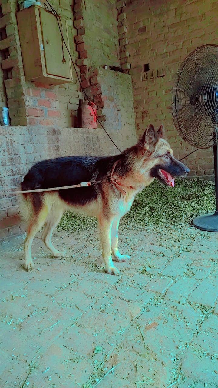 I want to sale my dog 03439615002 1