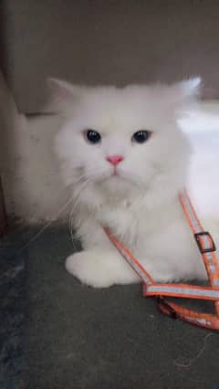 Persian cat face punch urgent sale