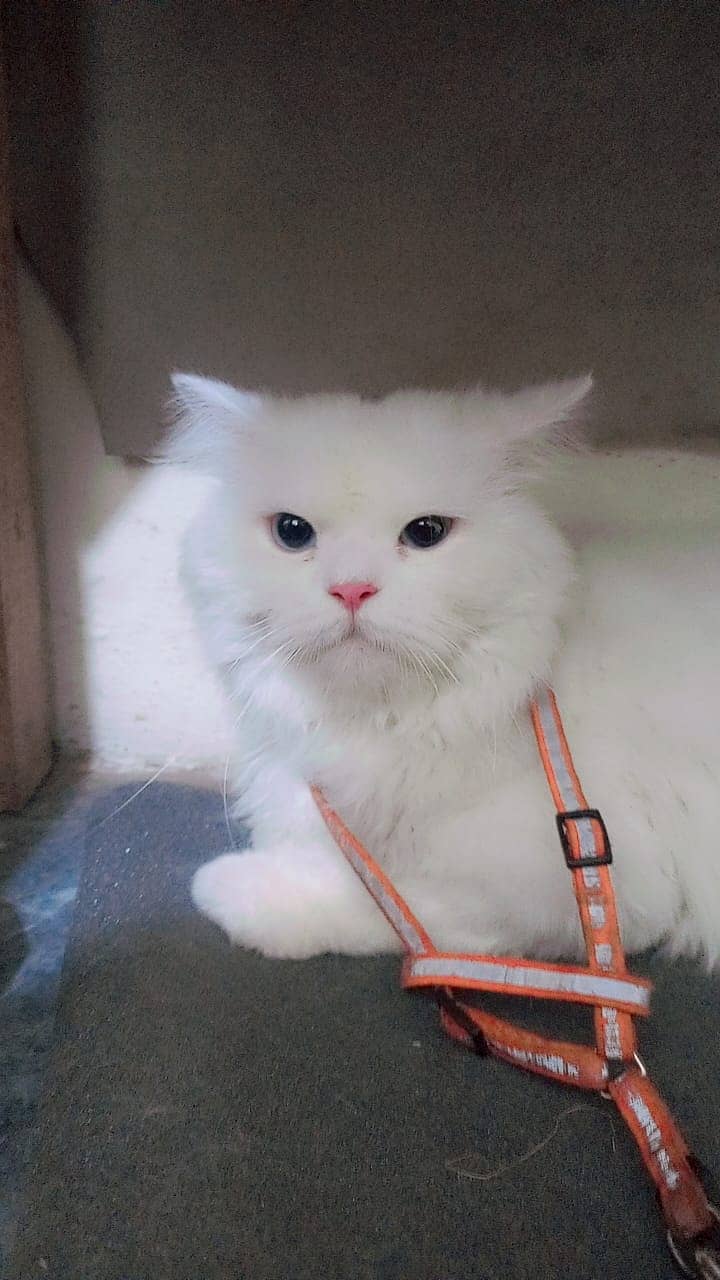 Persian cat face punch urgent sale 1