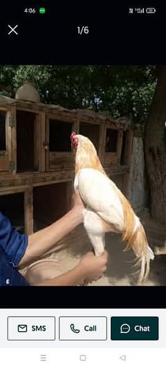 aseel breeder males and females available 0