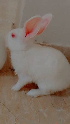 Red Eye's Rabbit For Sale