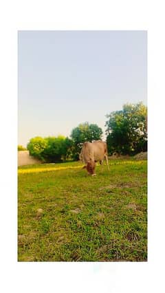 this cow is pregnant at least 10months