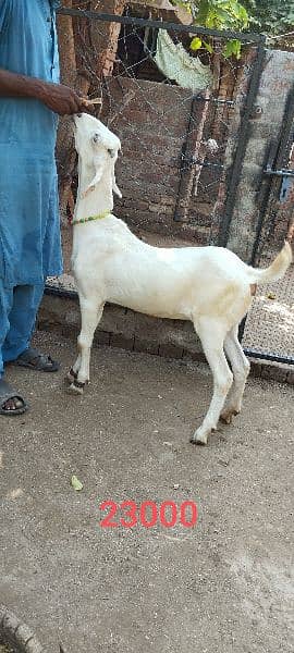 Goats for sale 5