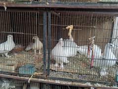 white laka piegon for sale