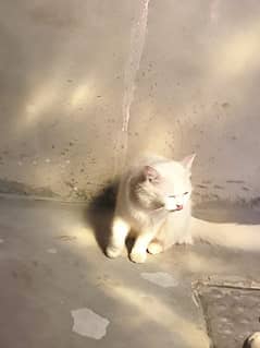 white catty for sale double coated