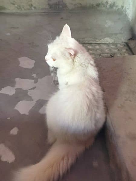 Persian pair for sale urgently 4