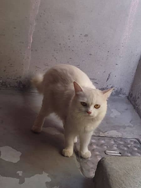 Persian pair for sale urgently 5