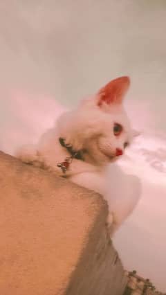 Persian Cat