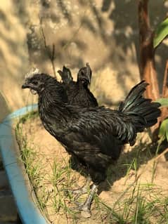 ayam cemani pair