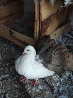 three fantail pairs for sale