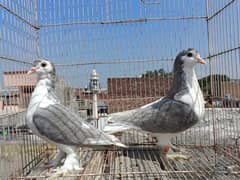 silver beauty sharazi Breeder pair big size heavy And Active