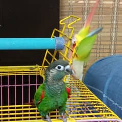 Green Cheek,Pineapple Conure