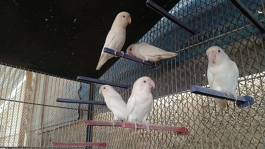 Albino Red Eyes lovebirds 2